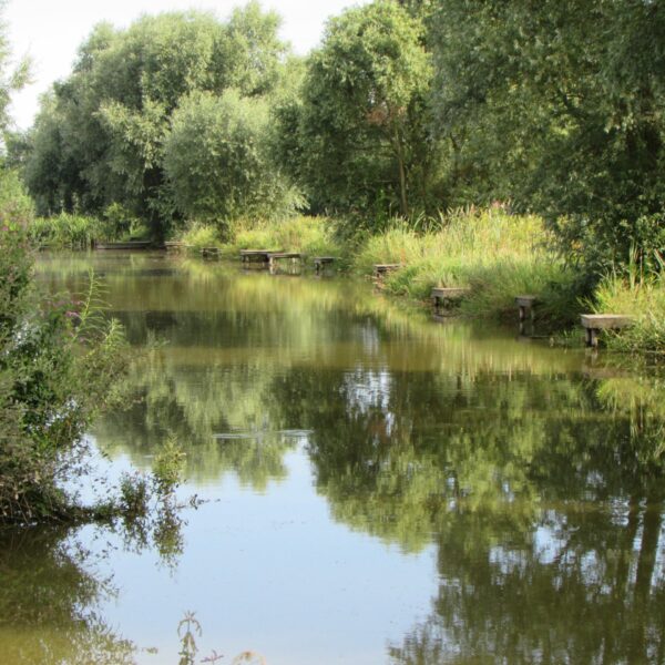 A12 Cuton Lakes - Fishery and fishing lake in Essex