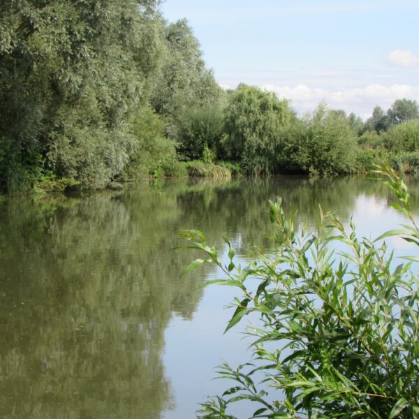 A12 Cuton Lakes - Fishery and fishing lake in Essex