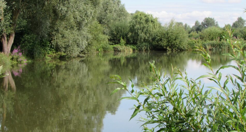 A12 Cuton Lakes - Fishery and fishing lake in Essex