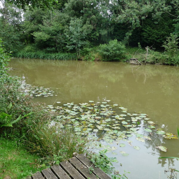 Lilly Pads at Evesbatch Fishery