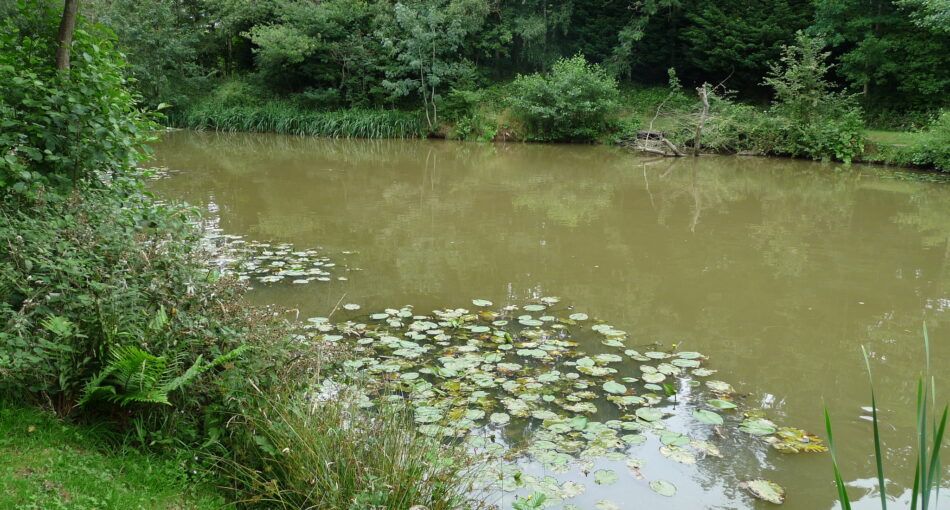 Lilly Pads at Evesbatch Fishery