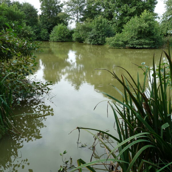 Main Lake at Nine Oaks Angling Centre in west Wales