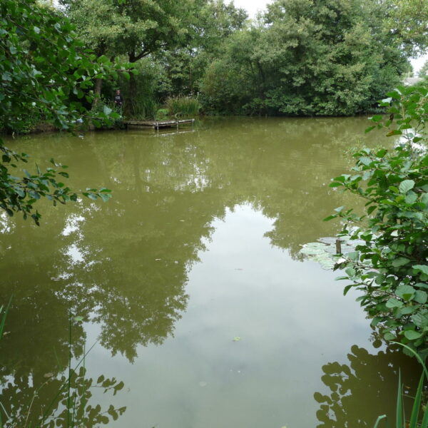 Main Lake at Nine Oaks Angling Centre in west Wales