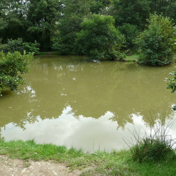 Main Lake at Nine Oaks Angling Centre in west WalesFishery and