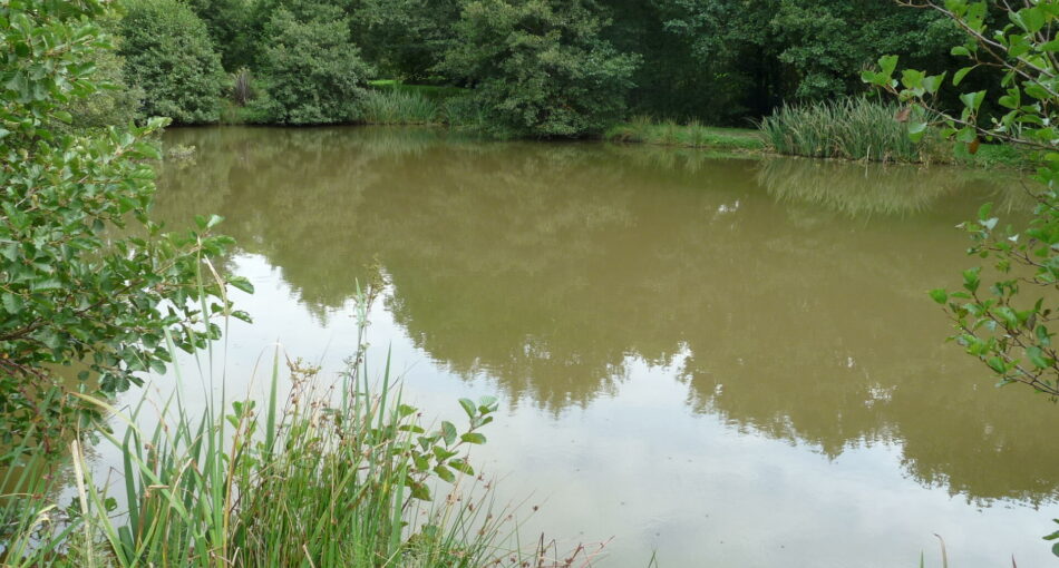 House Pool at Nine Oaks Angling Centre in west Wales