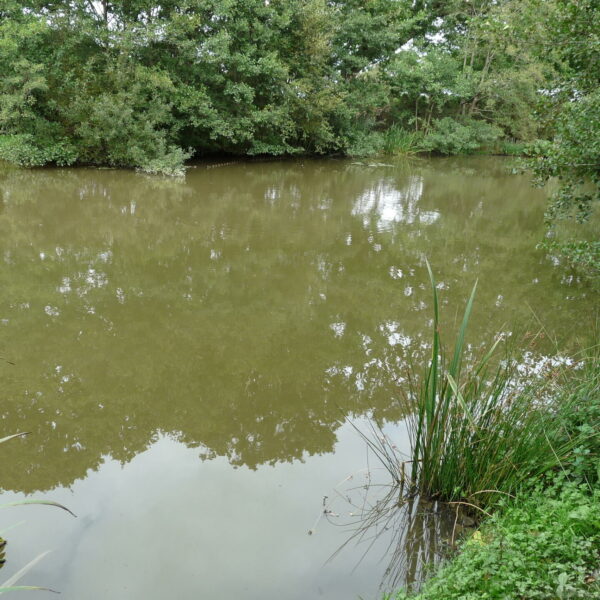 House Pool at Nine Oaks Angling Centre in west Wales