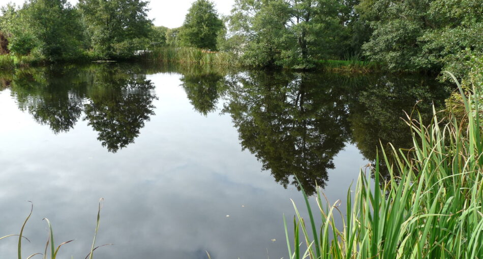 Trout pool at Nine Oaks Angling Centre in west Wales