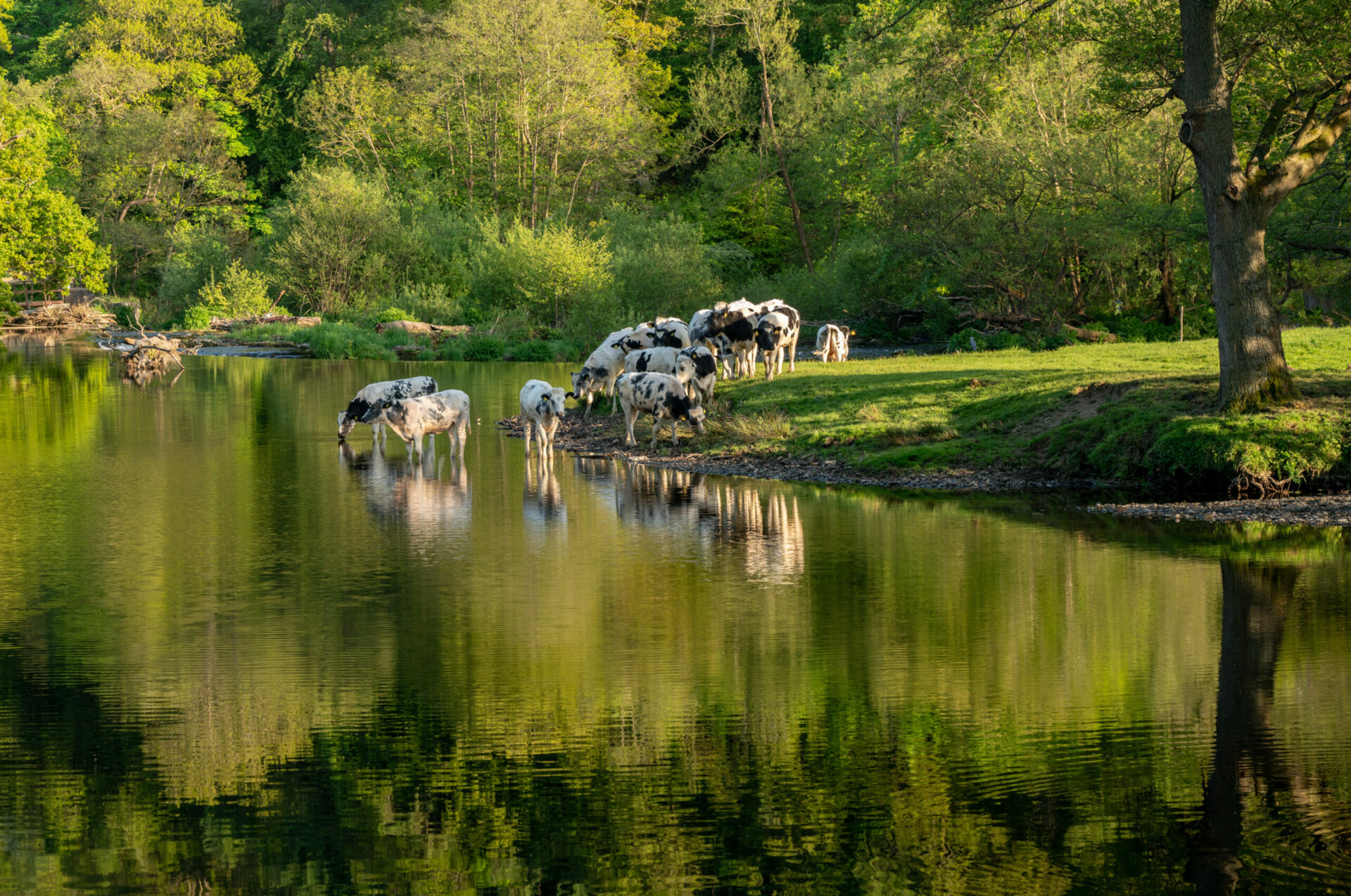 The cows that make Cheshire cheese famous, but beware if you are fishing when they need a drink!