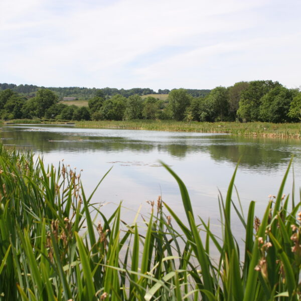 Bury Hill Fisheries