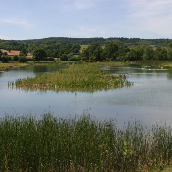 Bury Hill Fishery