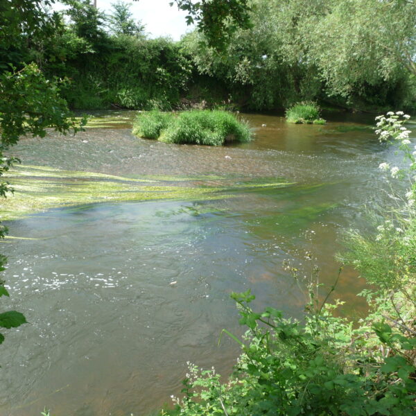 Anchor Meadow