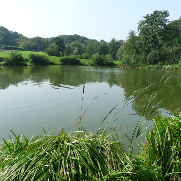 Furnace Mill Fishery in Worcestershire