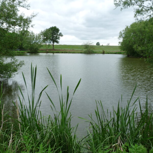 Hopsford Hall Fishery north of Coventry