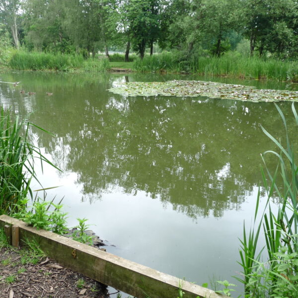 Specimen Lake at Hamstall fishery in Staffordshire