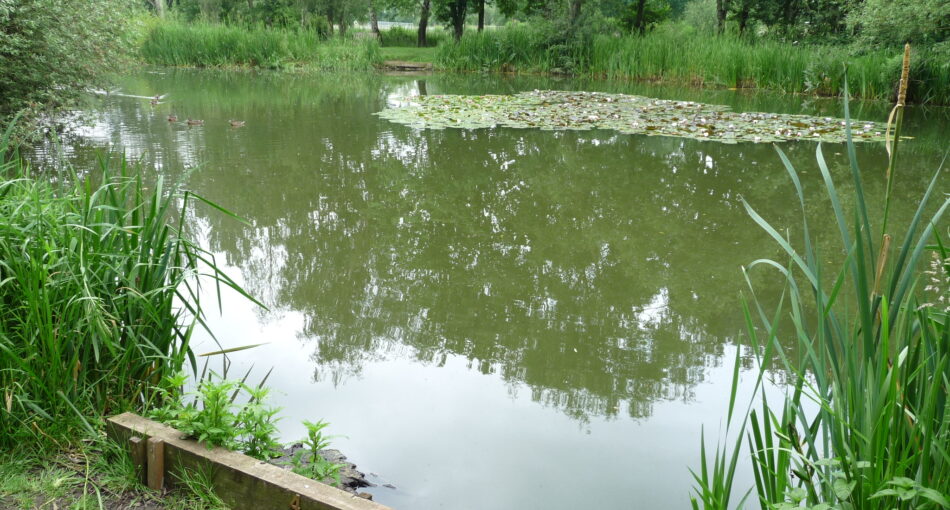 Specimen Lake at Hamstall fishery in Staffordshire