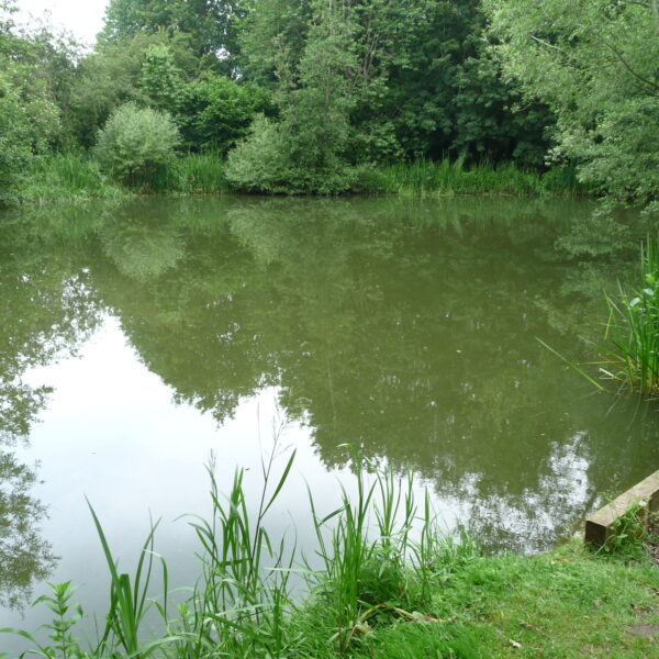 Specimen Lake at Hamstall fishery in Staffordshire