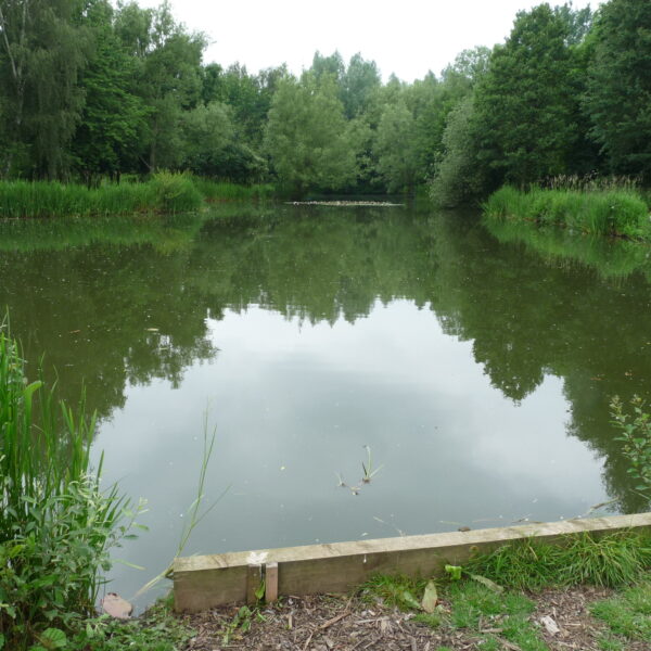 Specimen Lake at Hamstall fishery in Staffordshire