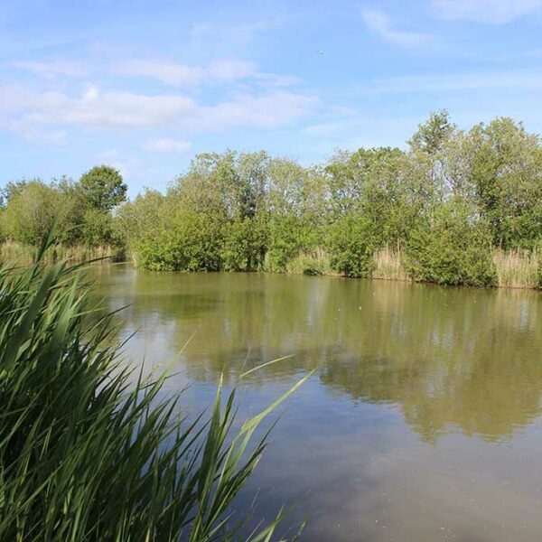 Another shot of Heath Lake at Avalon Fisheries in Somerset