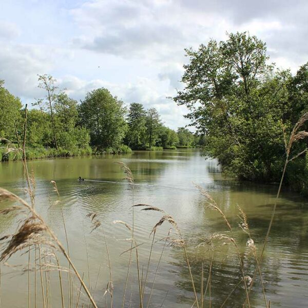 Heath Lake at Avalon Fisheries in Somerset