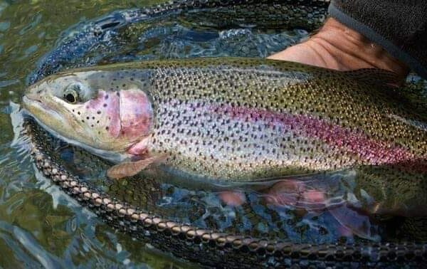 A beautiful Fairgirth trout