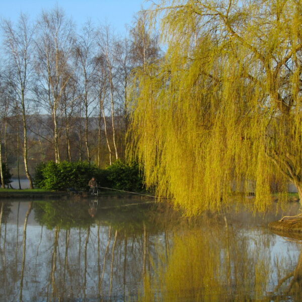 Mill Farm Fishery in Sussex