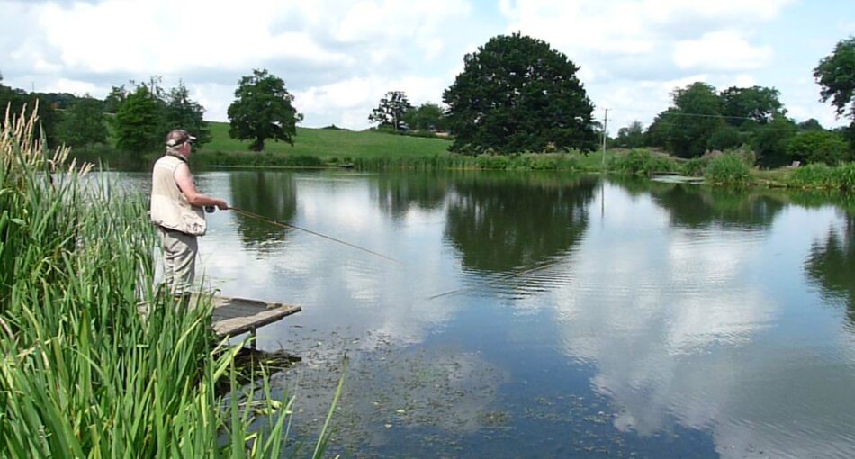 Kingfisher Trout Lake Bromyard