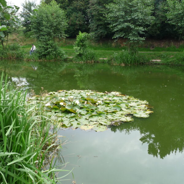 Fishing at Pipehill Fishery