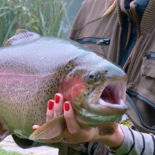 Avington Trout Fishery