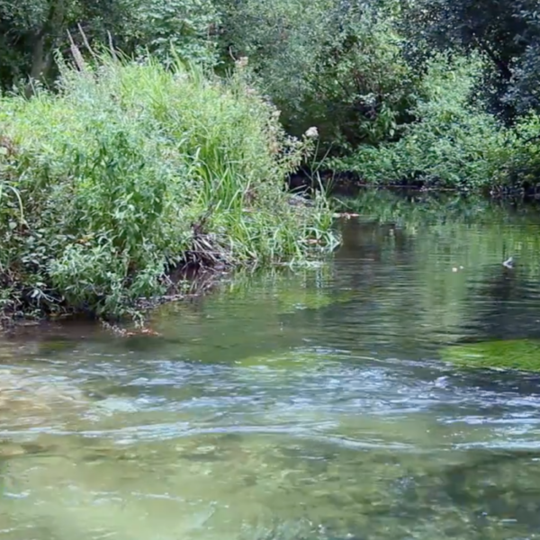 Avington Trout Fishery