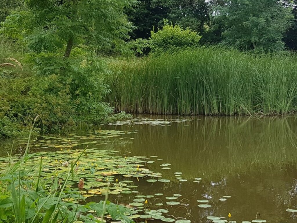 West Pitt Farm Fishery