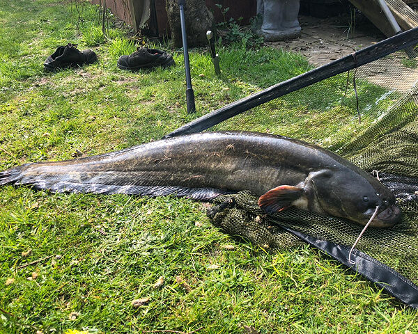 A nice Chequered Lake catfish