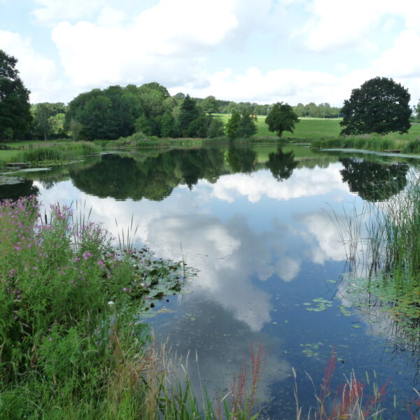 Kingfisher Trout Lake Bromyard