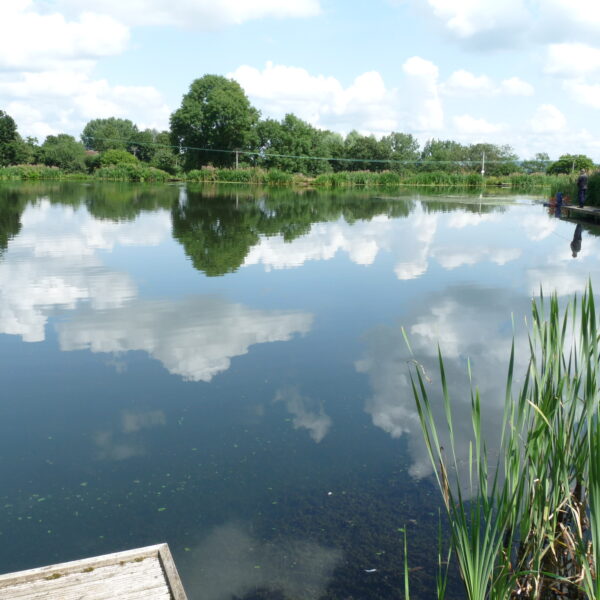 Kingfisher Trout Lake Bromyard