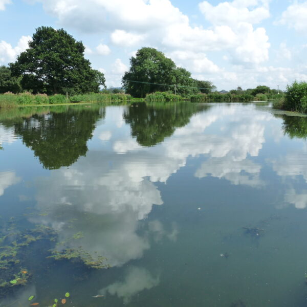 Kingfisher Trout Lake Bromyard