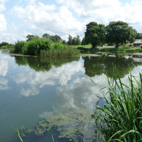 Kingfisher Trout Lake Bromyard