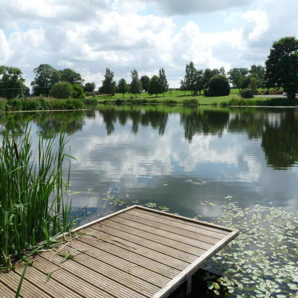 Kingfisher Trout Lake Bromyard