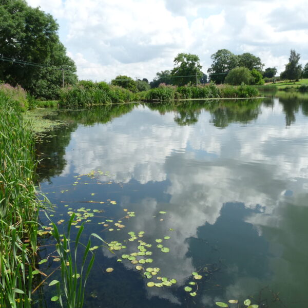 Kingfisher Trout Lake Bromyard