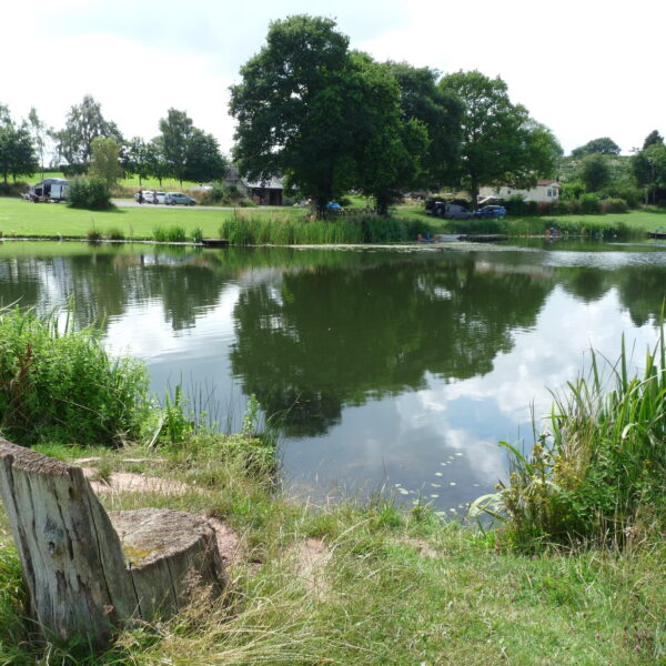 Kingfisher Trout Lake Bromyard