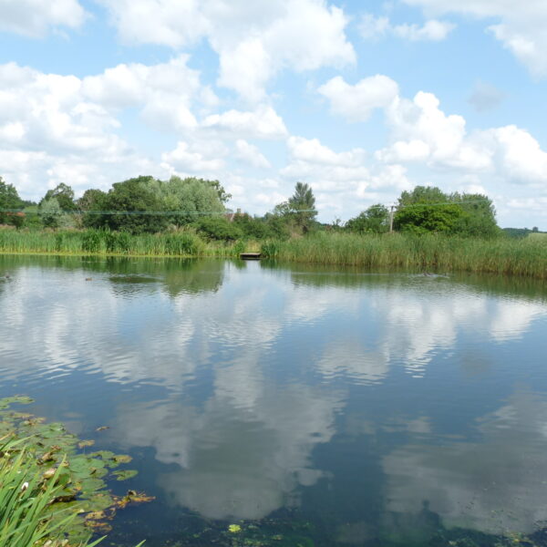 Kingfisher Trout Lake Bromyard