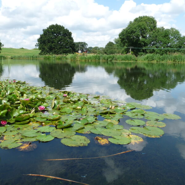 Kingfisher Trout Lake Bromyard