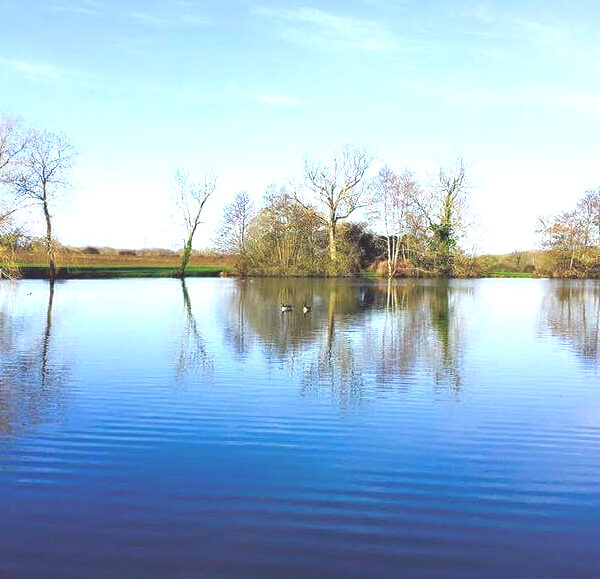 Rood Ashton Fishery in Wiltshire