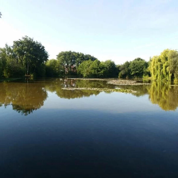 Chandos Lake at Trinity Waters Fishery in Somerset