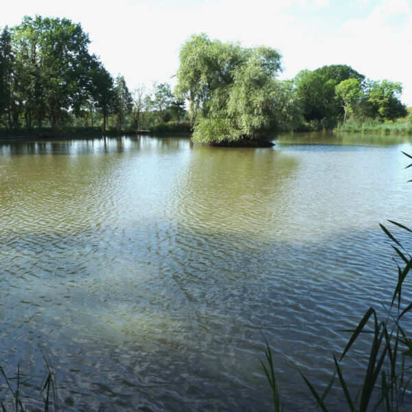 Estate Lake at Knowle in the West Midlands offers exclusive fishing