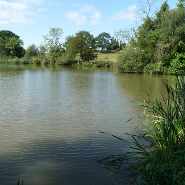 Estate Lake at Knowle in the West Midlands offers exclusive fishing