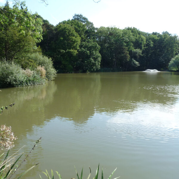 Estate Lake at Knowle in the West Midlands offers exclusive fishing