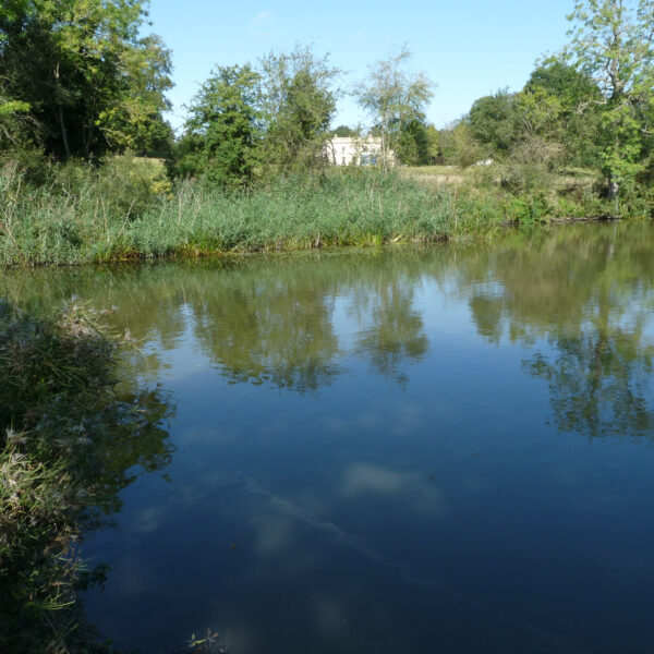 Estate Lake at Knowle in the West Midlands offers exclusive fishing