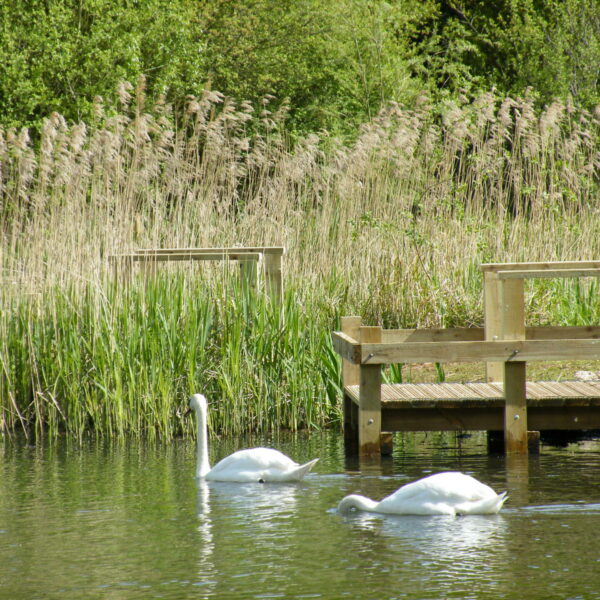 Gibsons Pool at Kingsbury Water Park in the West Midlands