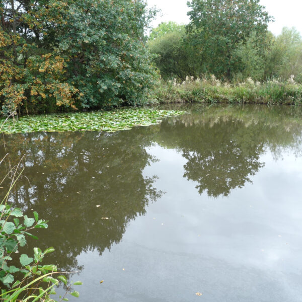 First Bay at Packington Somers Fishery near Meriden