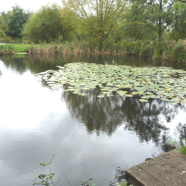 The small Alder Pool at Packington Somers Fishery near Meriden