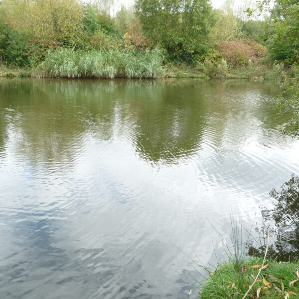 Molands lake at Packington Somers Fishery near Meriden